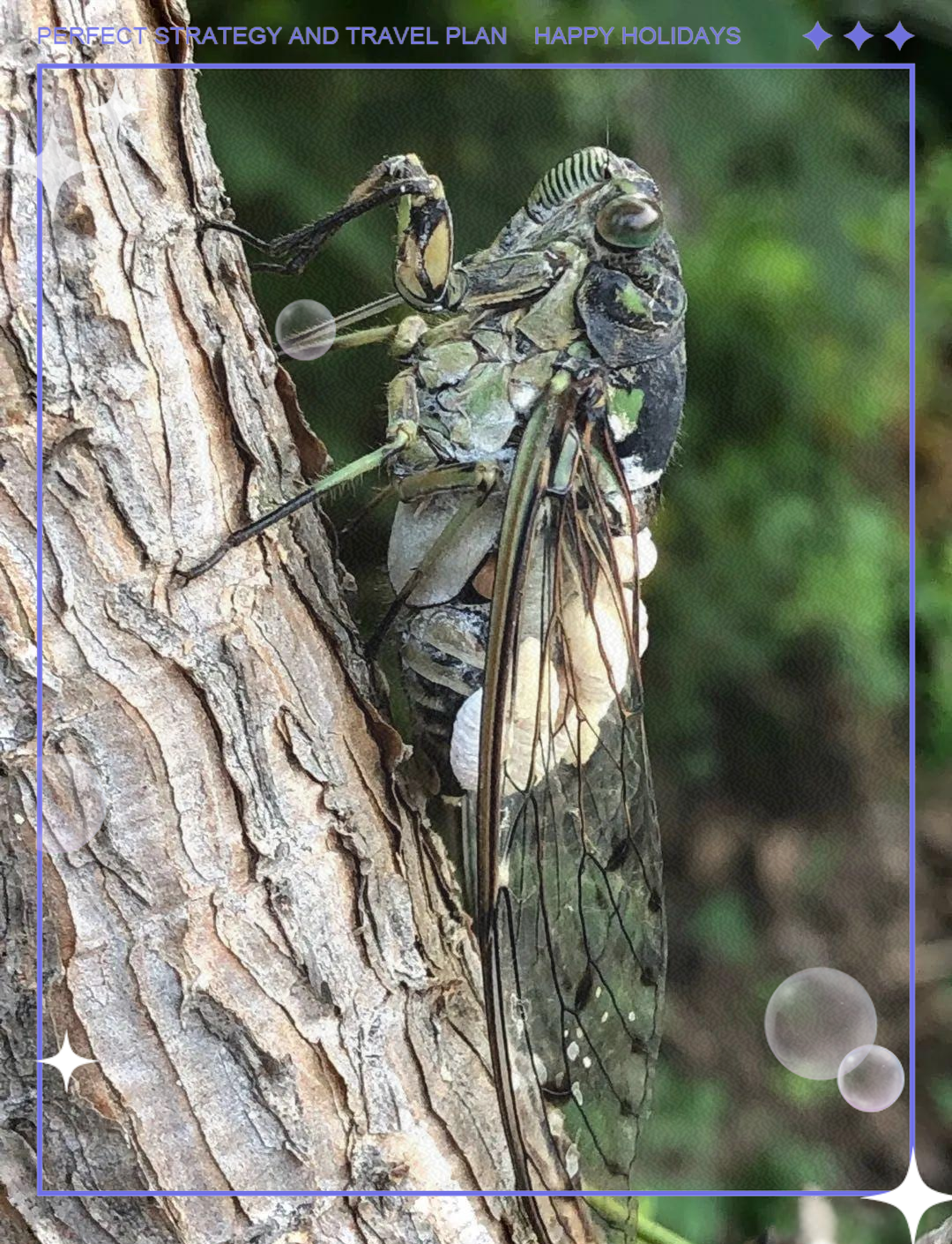 多种蝉科昆虫介绍