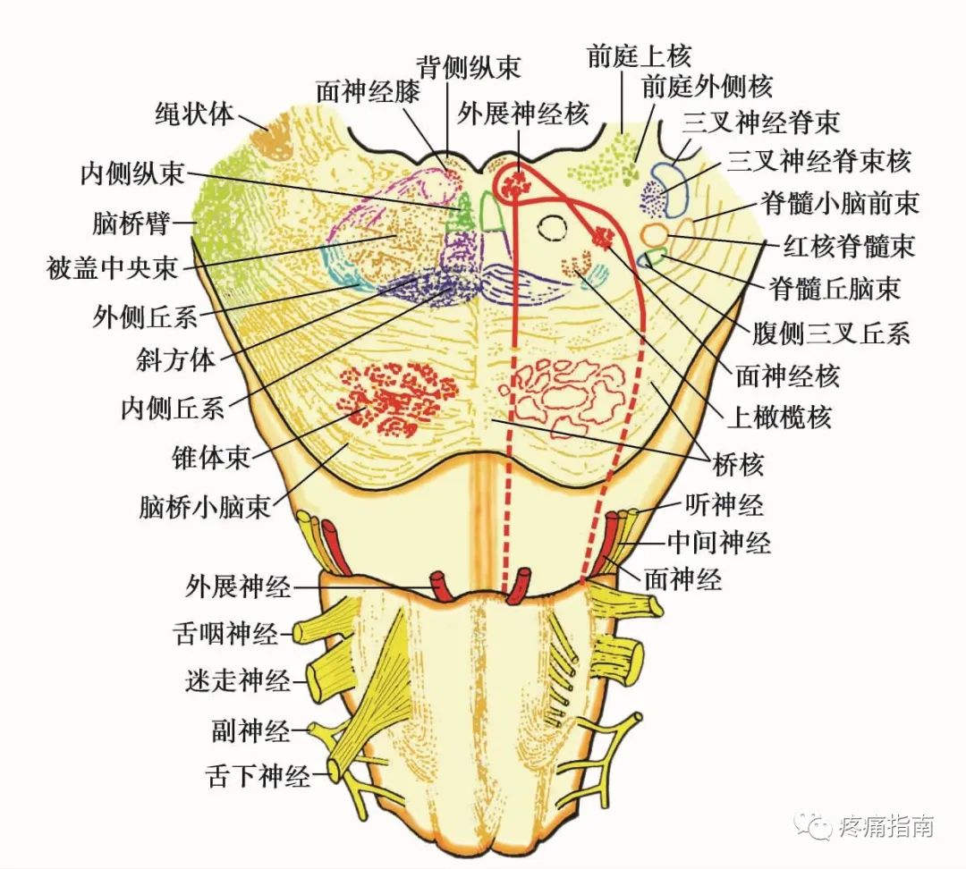 面神经核位置图片