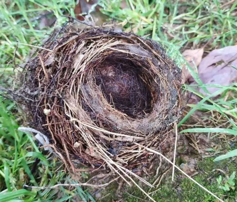 在我国,野生斑鸠随处可见,但为什么很少看见斑鸠巢穴?