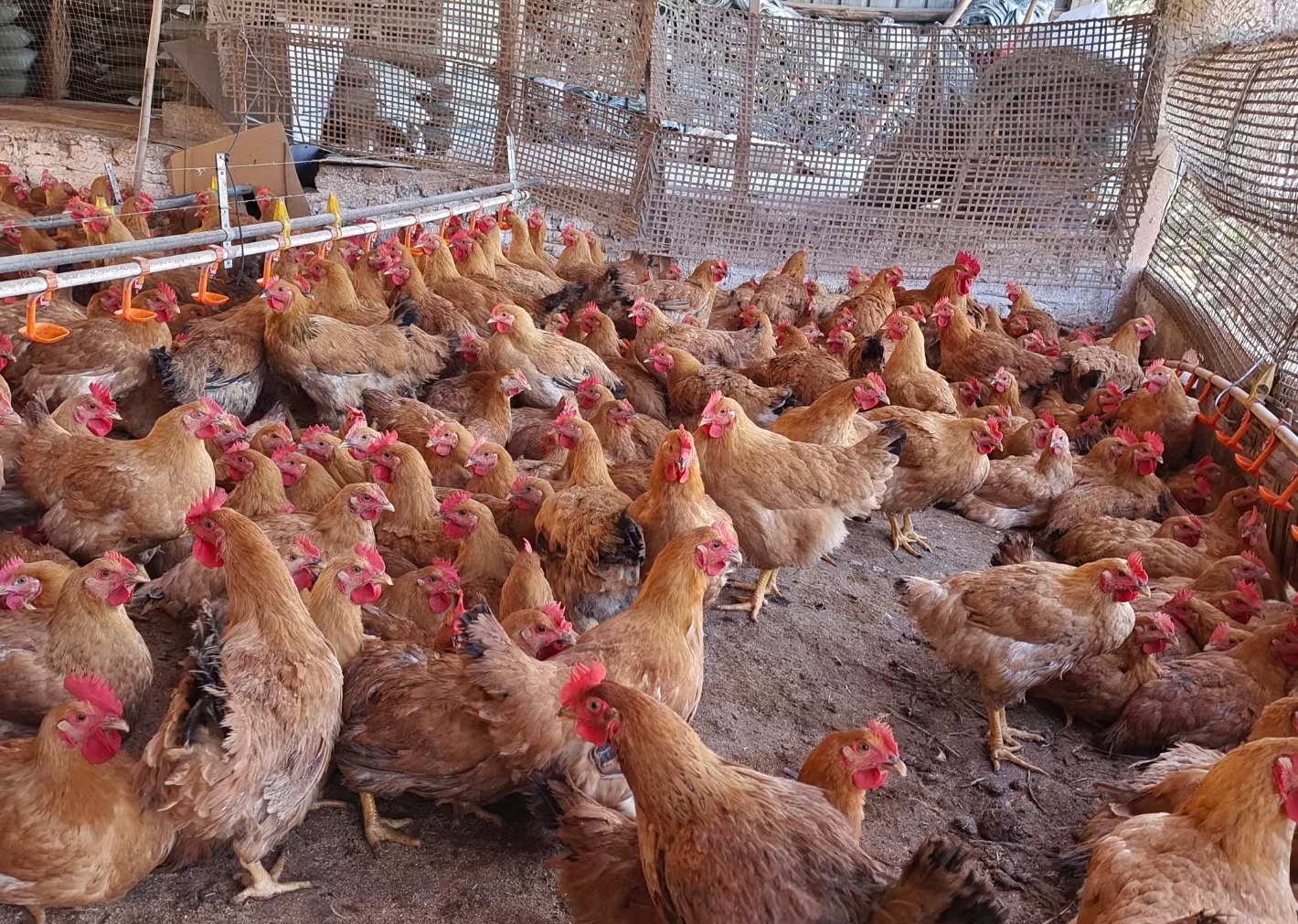 鸡大小不均匀的原因 鸡长势不均匀怎么办