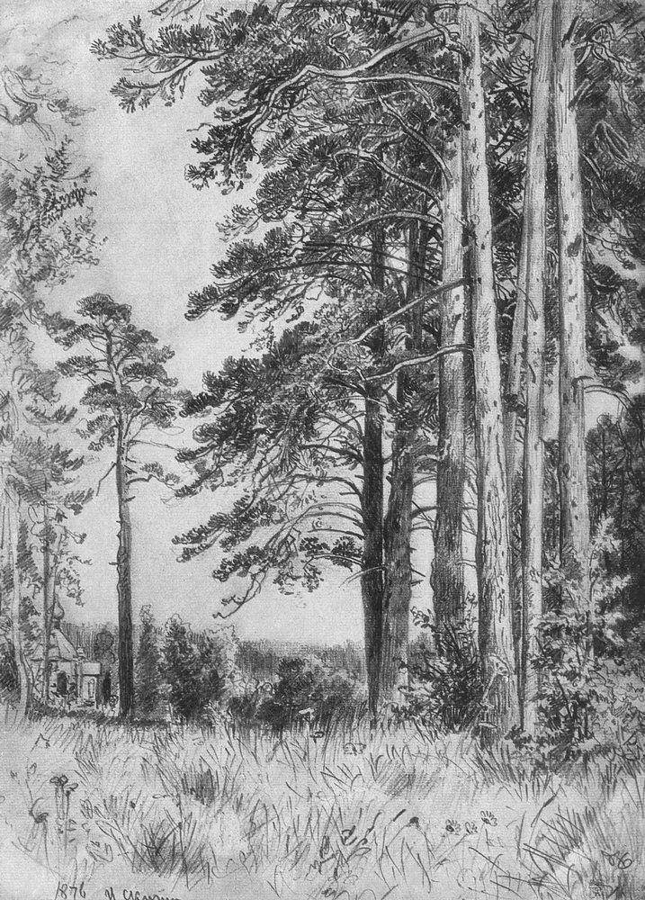 森林画法素描图片