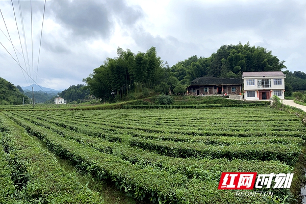 脱贫成效群众说②丨桃源茶庵铺镇:靠茶吃茶"种"出来的好生活