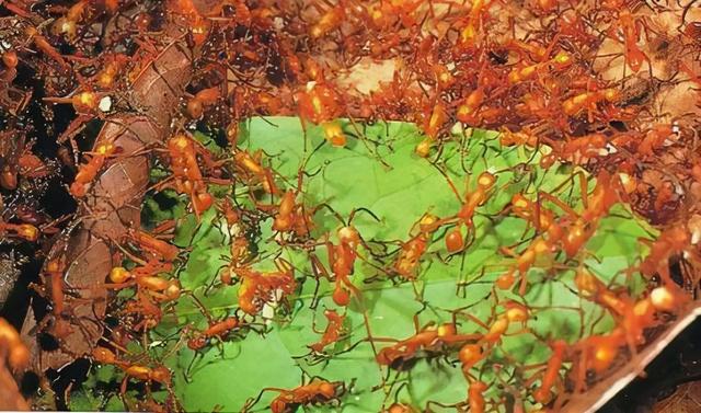 电影中的食人蚁,真实存在过吗?