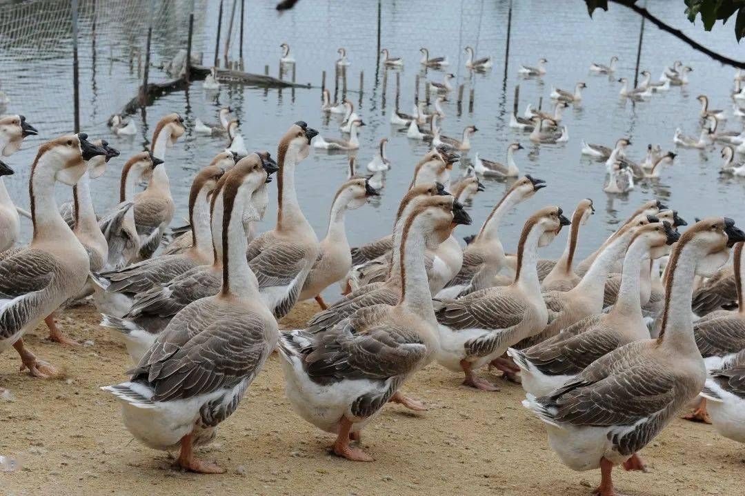 饶平狮头鹅有多劲?李杜白聊饶平地标食品(一)