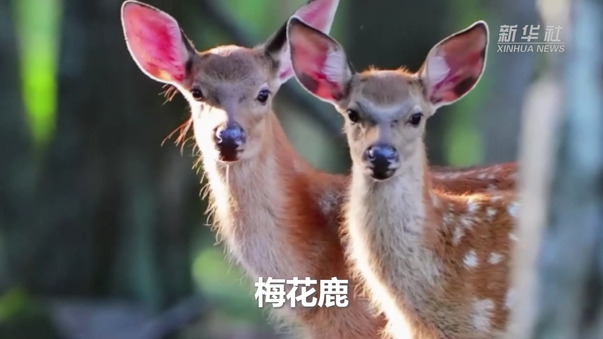 新华全媒 |遇见长白山之野生"萌宠"