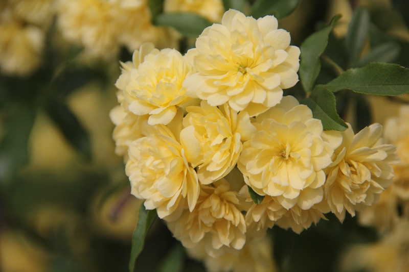 月季种类之中国原生种蔷薇重瓣黄木香