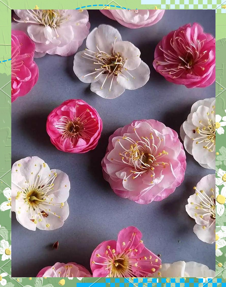 探梅瑰宝:南京复黄香梅花概览