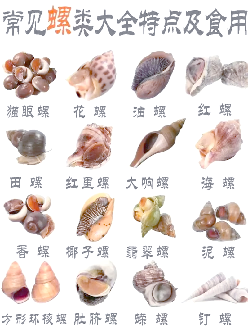 田螺的多样品种及其特征概述