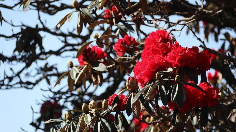 巍山断山花开正浪漫