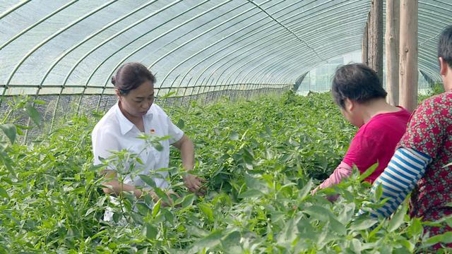 朱艳平:浪拔湖镇红星村的好书记