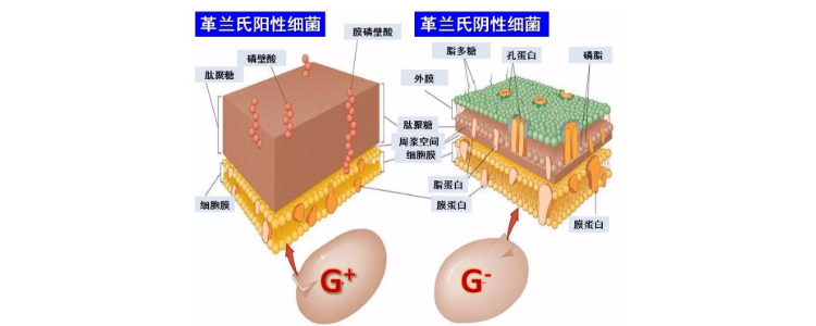 肽聚糖是什麼的細胞壁