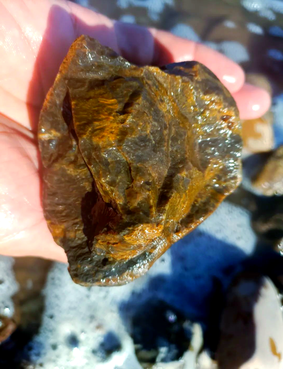 桫椤化石因独特光泽而获青睐,穆棱河的宝藏