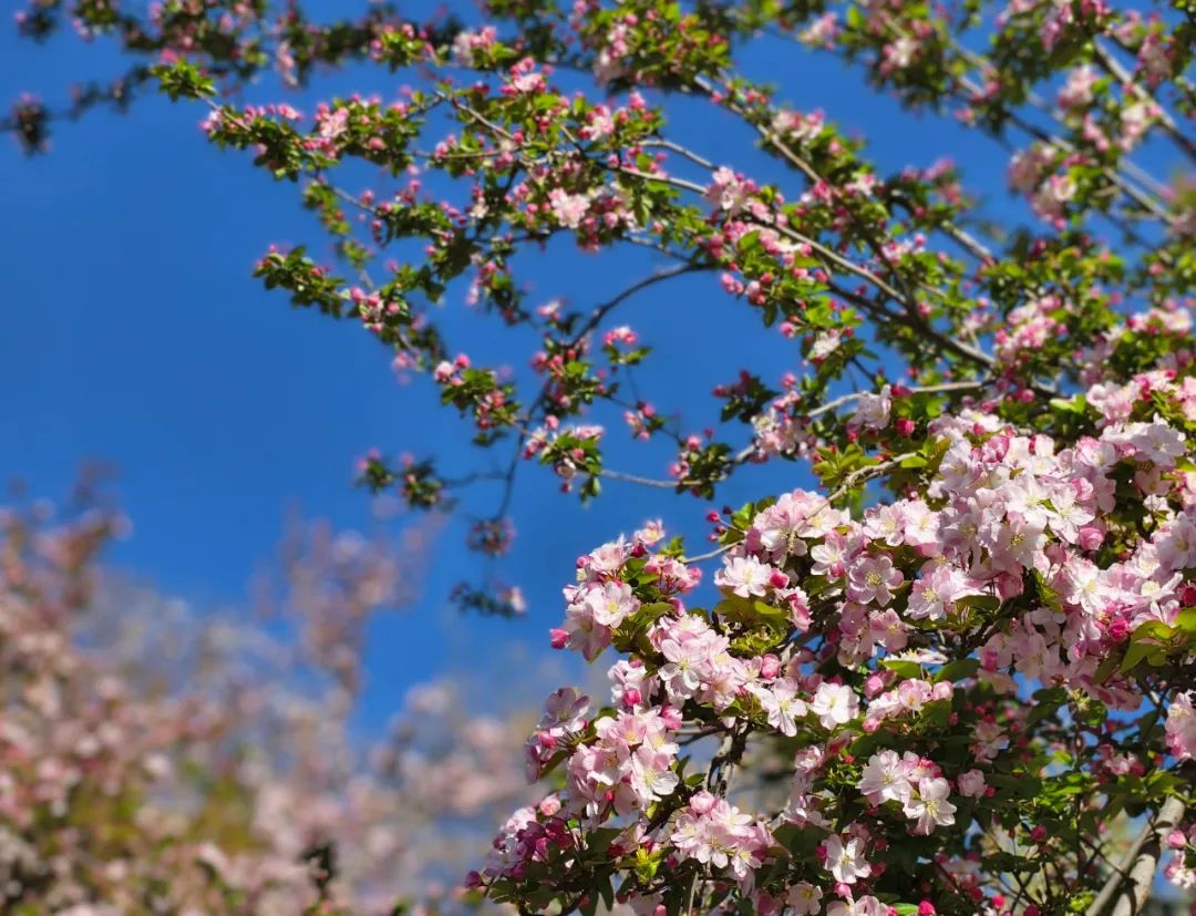 现场直拍荣国府的西府海棠开了
