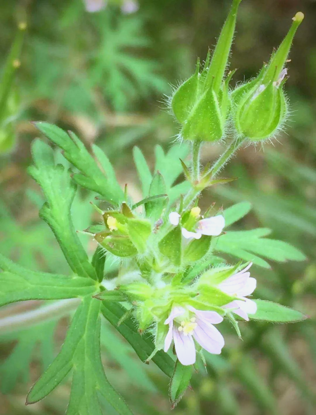 老鹤草一种与仙鹤有关的野草具有多种祛湿活血通经络的功效