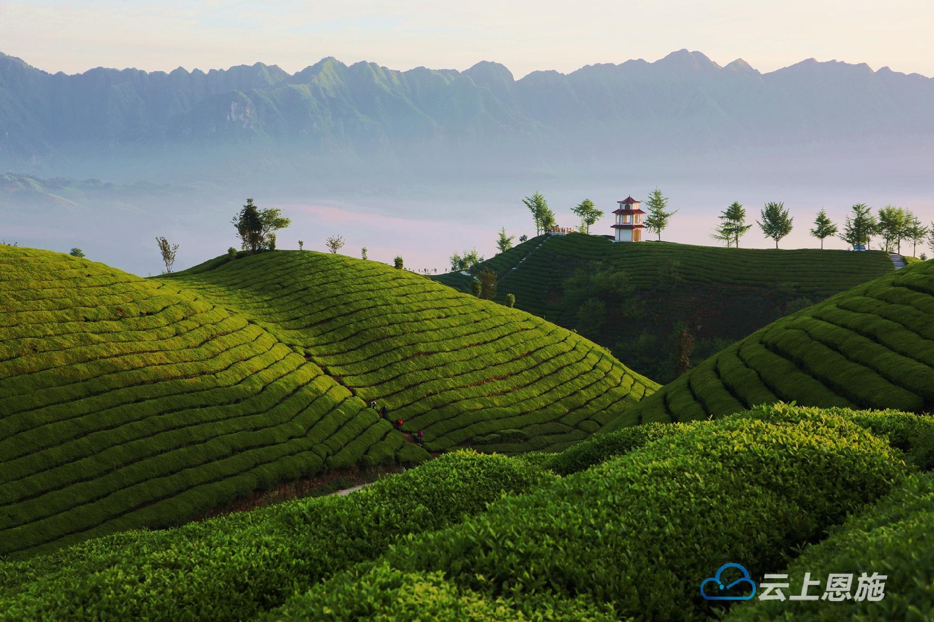 组图|鹤峰:茶山风光美 游客八方来