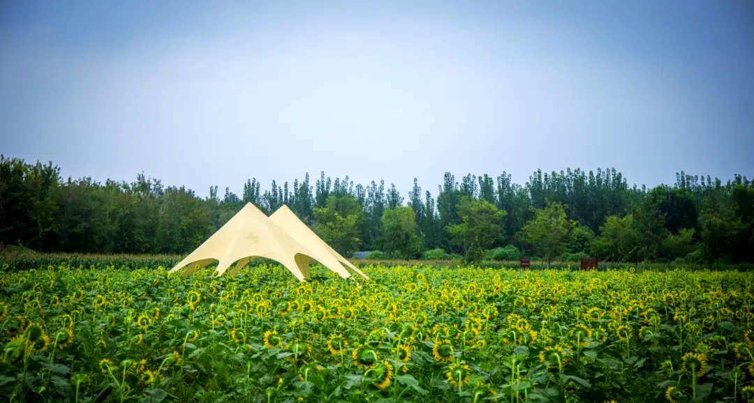 山东花卉种植基地有哪些