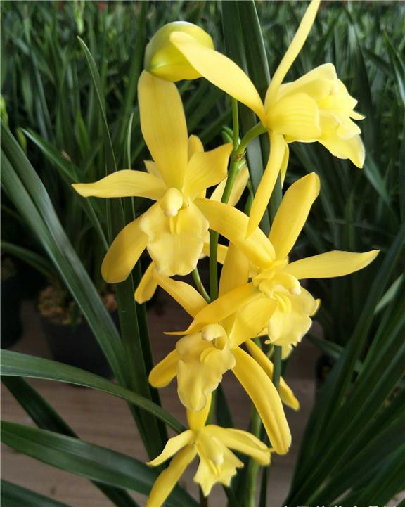 物美价廉的名品金兰,目前排名前10,品质高,开花后很惊艳