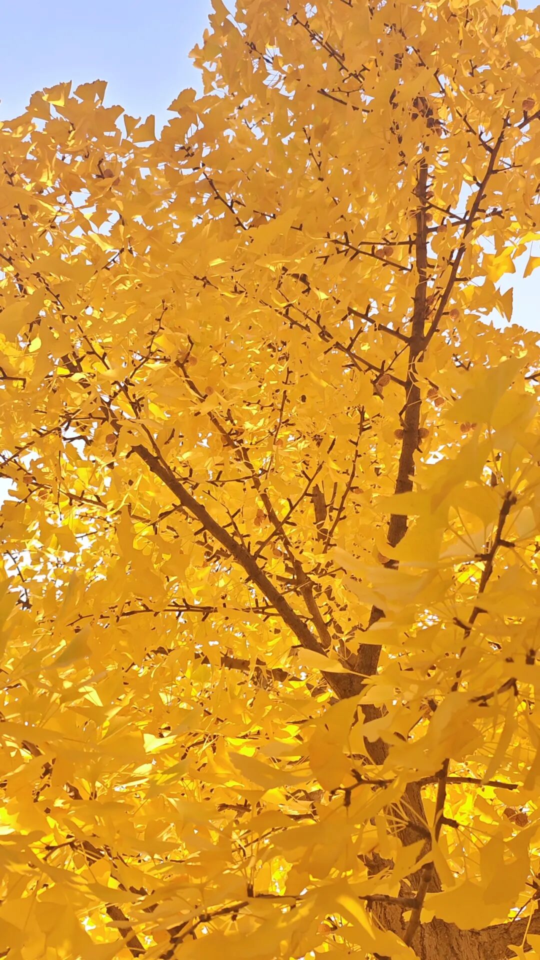 国戏之秋,正是橙黄红绿时