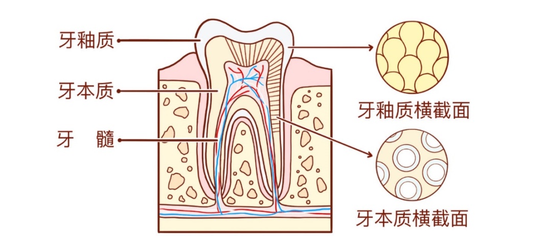 为什么我劝你刷牙不要太用力?