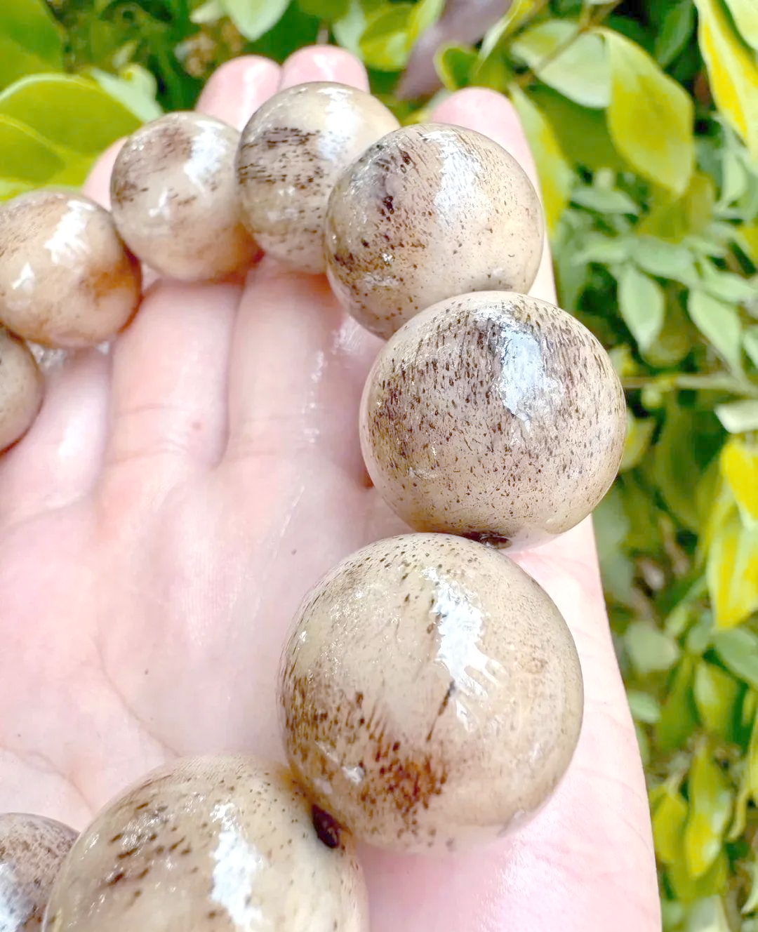 虎骨的深度鉴别与生态保护