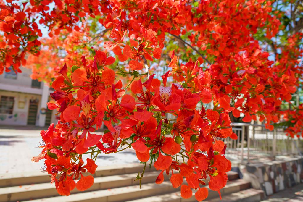 海南五指山:滿樹紅彤彤 百年鳳凰古樹迎花季