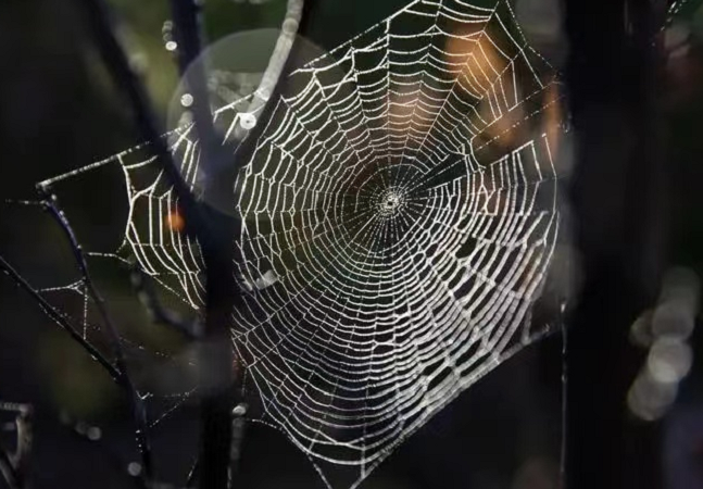 满腹经纶指什么动物