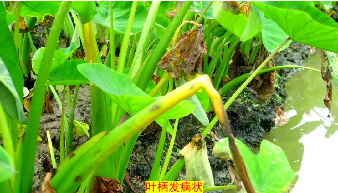 芋疫病全面防治策略,保障芋头健康生长