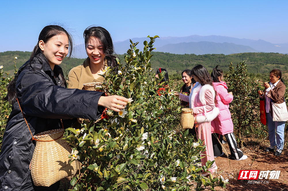 图集|临武县花塘乡:油茶花开满山香 繁花似锦兆丰年