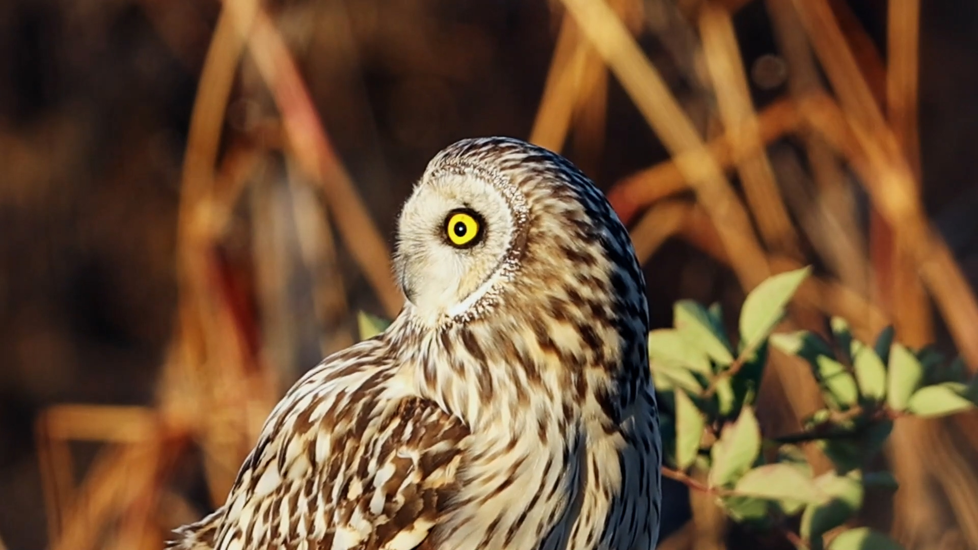"萌禽"短耳鸮现身南滇池湿地