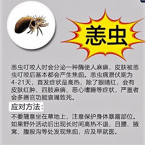 恙虫咬过一周图片图片