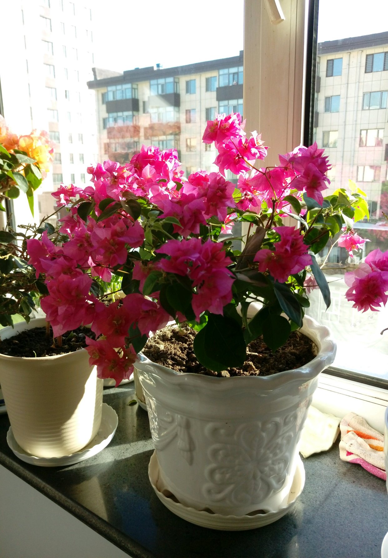 阳台养啥花?养重瓣三角梅吧,花色艳美,养护简单,三季能赏花