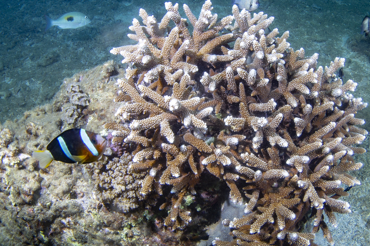 在海底"种"珊瑚的年轻人