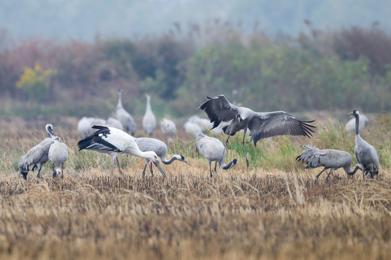 新春走基层|岳阳东古湖:百鸟啾啾闹新春