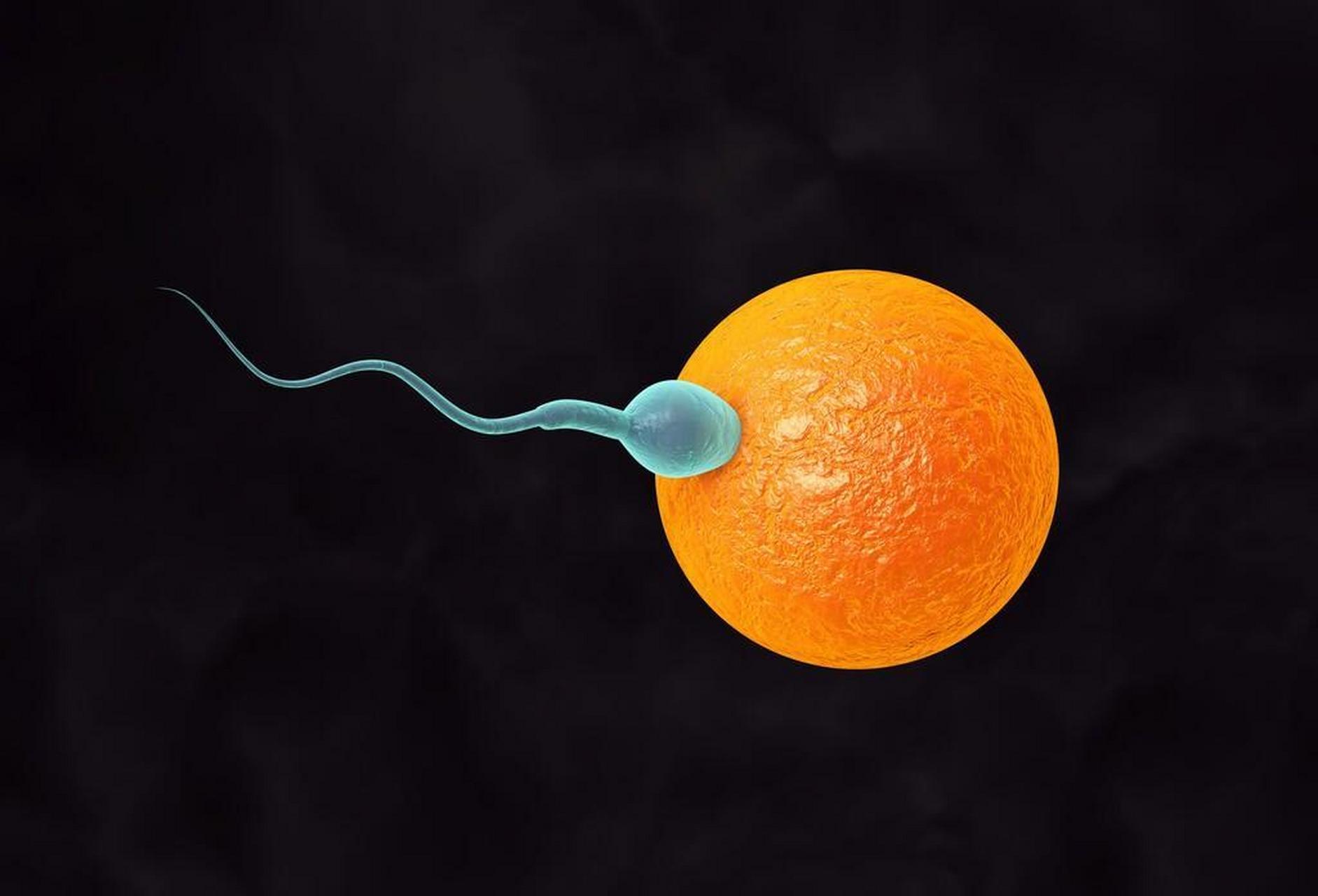 怀孕源于精子与卵子的结合有啪啪啪,才有可能怀孕