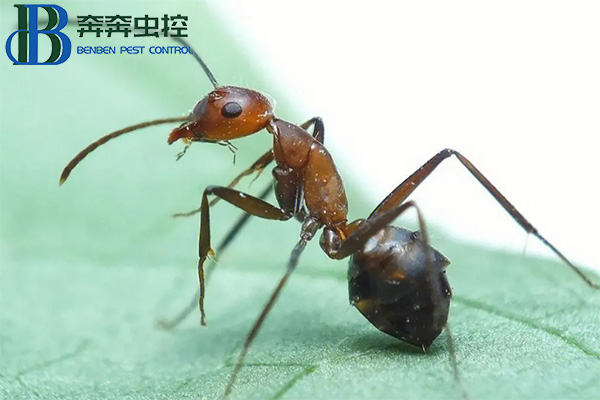 红火蚁危害大,防范请勿大意!