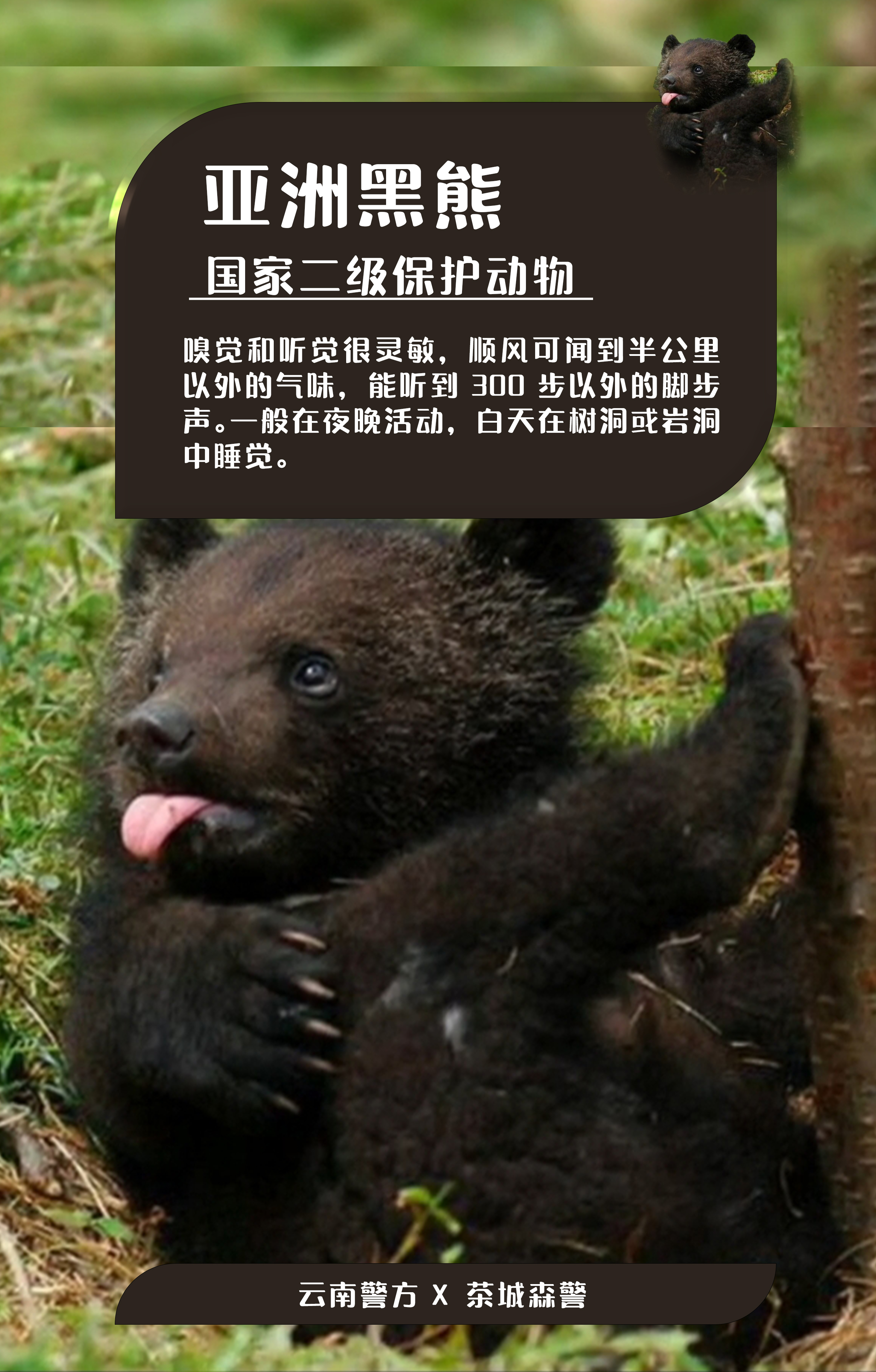 海报|快看!云南这些小动物有着惊人的"身价"
