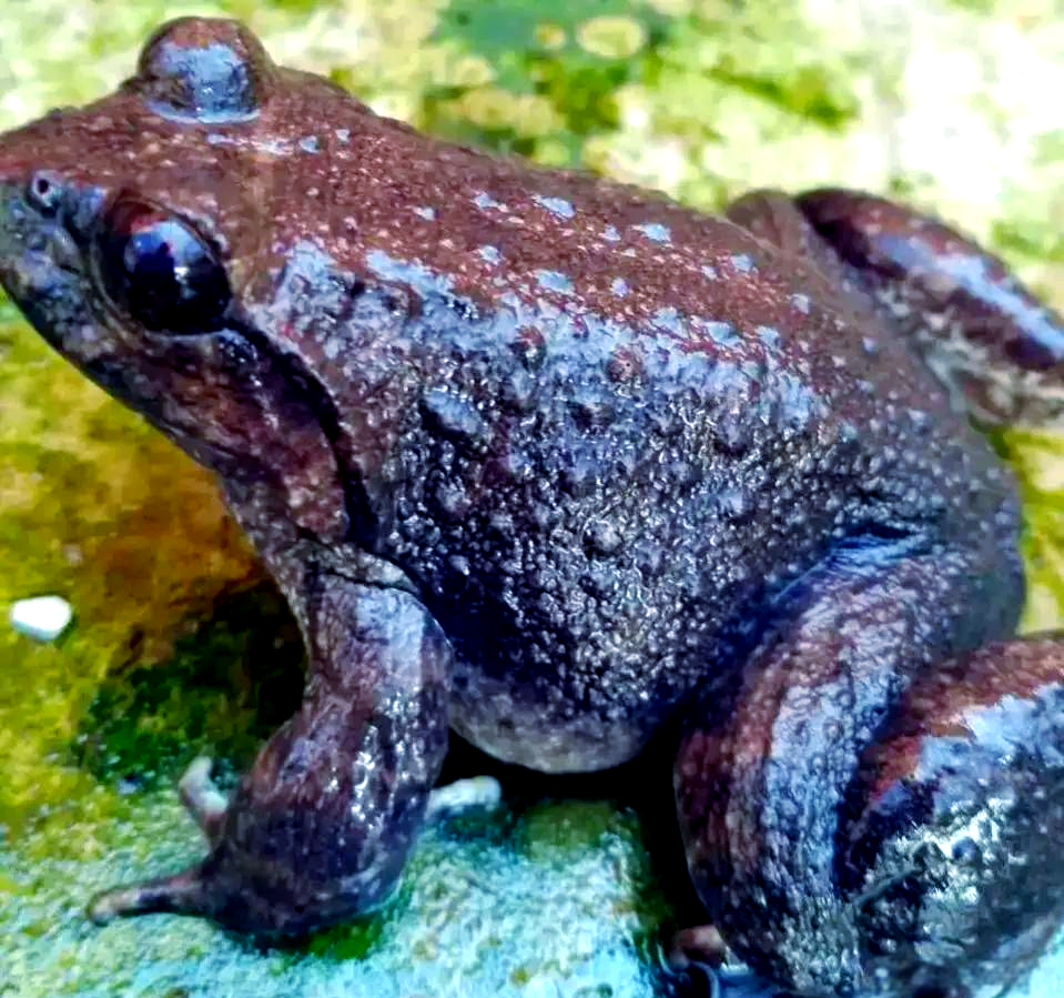 大山小溪中的珍稀物种