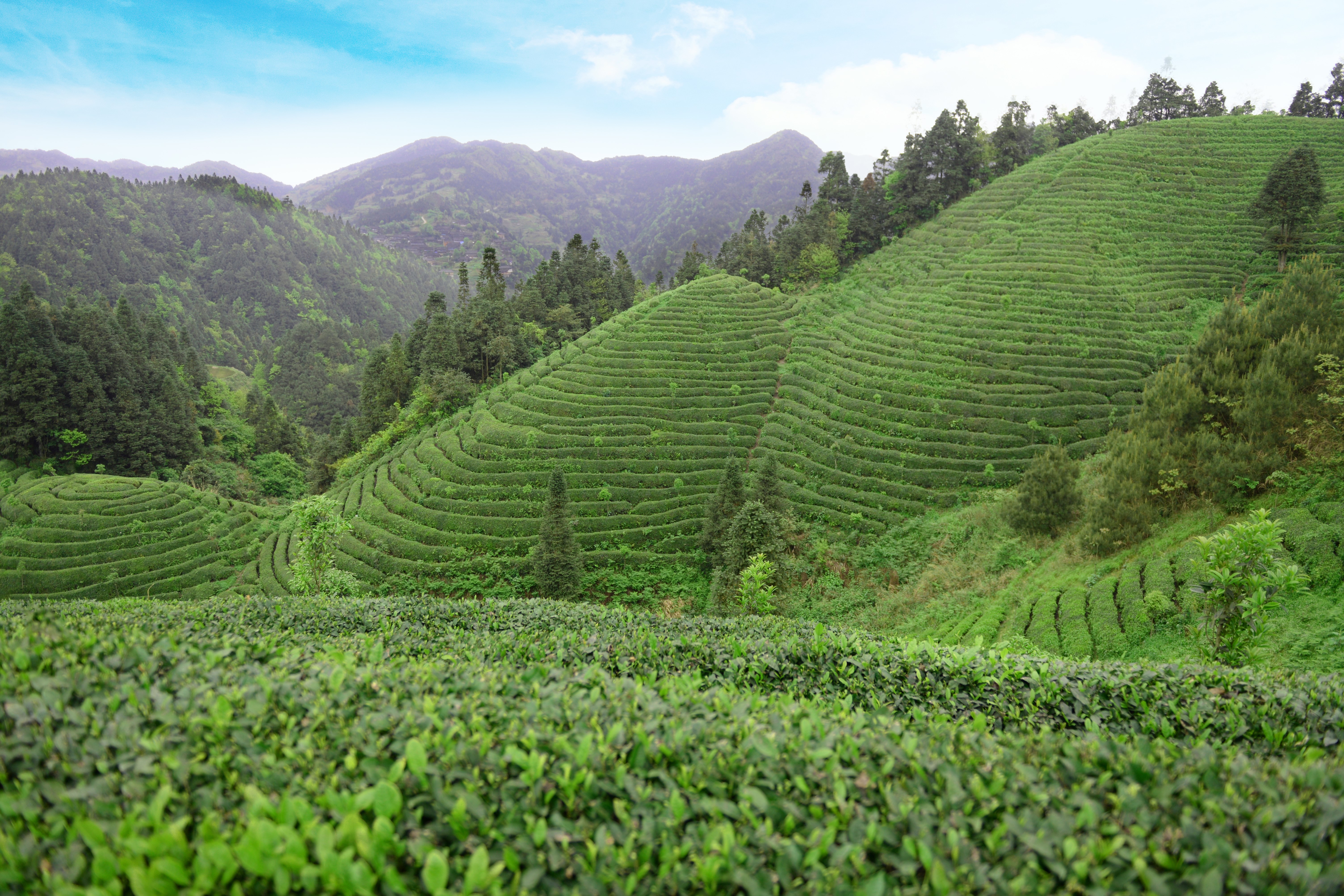 雷山县银球茶图片