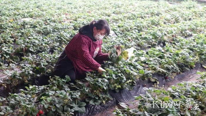 石家庄鹿泉区:草莓大棚采摘忙