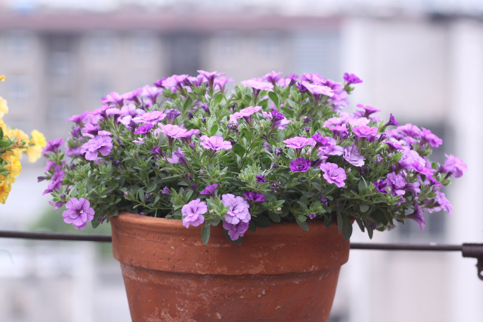 重瓣舞春花,盆栽花卉"新宠",好养易打理,能"点亮"你的阳台