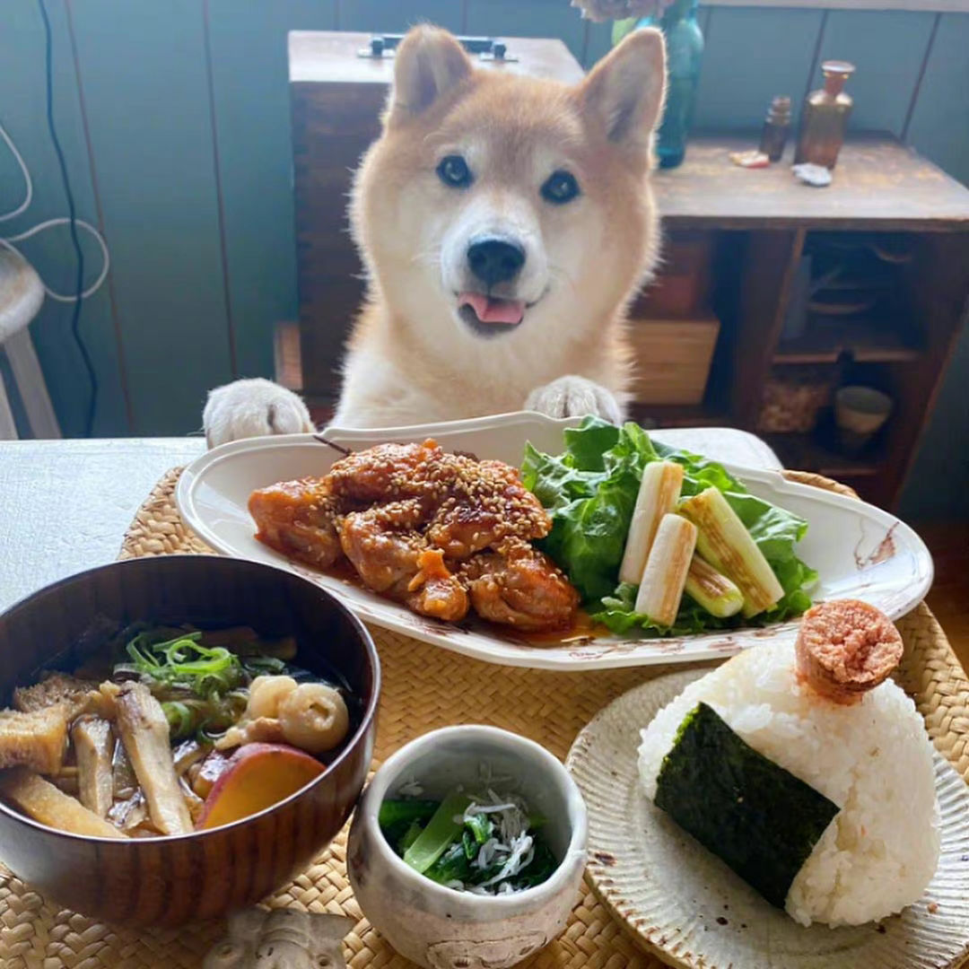 一只柴犬的丰富大餐也可以那么精致,这样的狗狗很令人羡慕!
