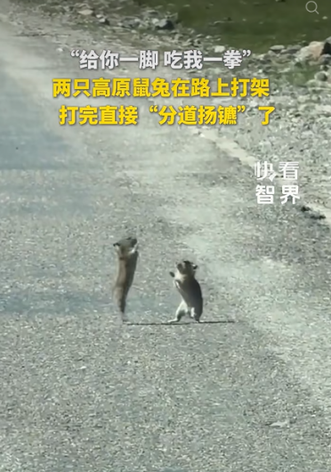 两只高原兔在路中央打架 给你一脚吃我一拳 打完直接分道扬镳