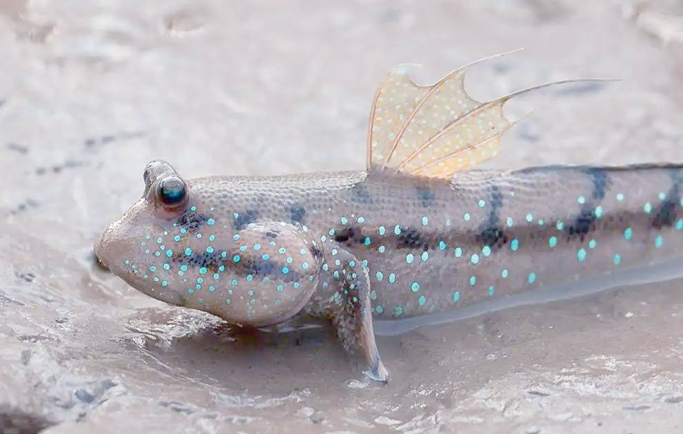 探秘弹涂鱼:一种能在陆地上跳跃的非凡鱼类