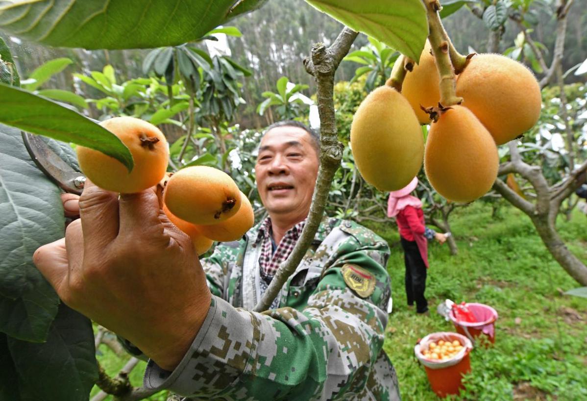 义乌枇杷采摘基地图片