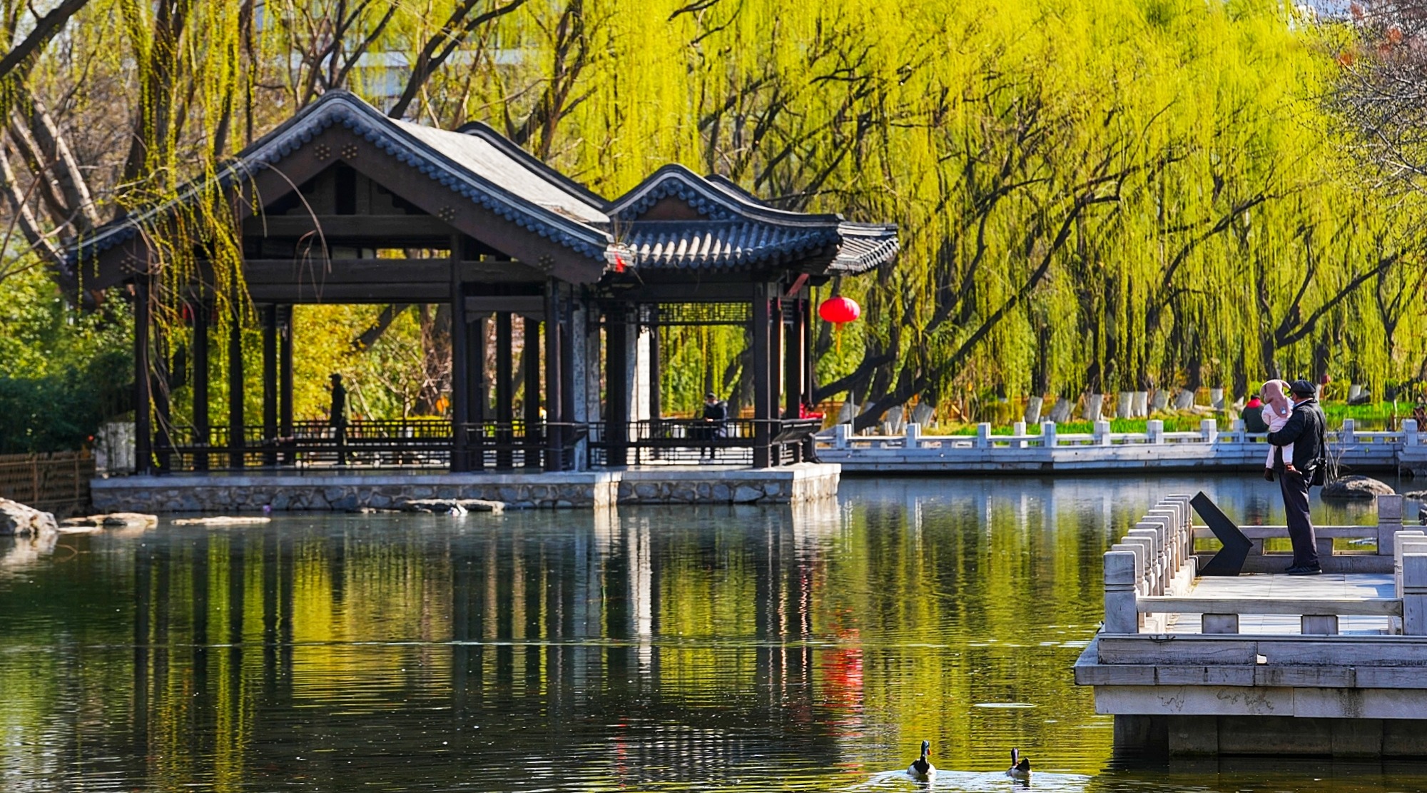 京城春意浓