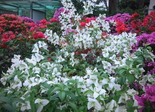 三角梅:赞比亚的国花与我国多市的市花