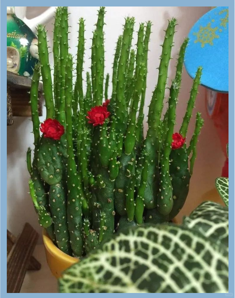 如何让姬珊瑚长出最佳的观赏效果