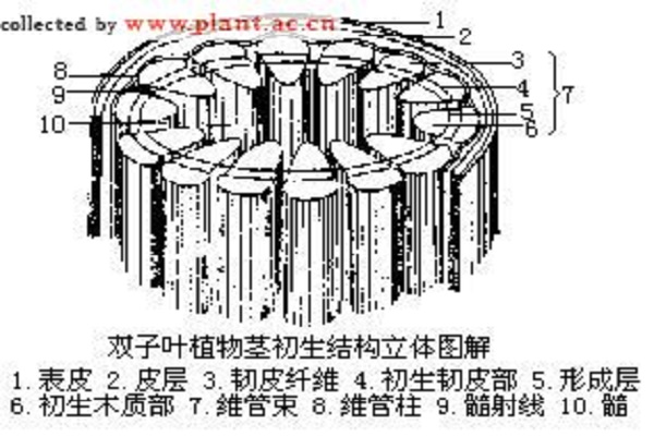 雙子葉植物莖的次生生長過程