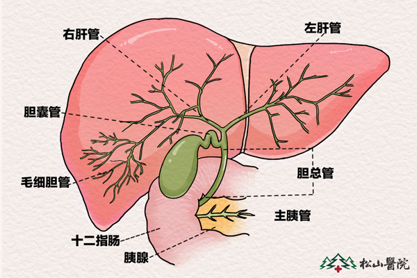 肝部结构图简易图图片