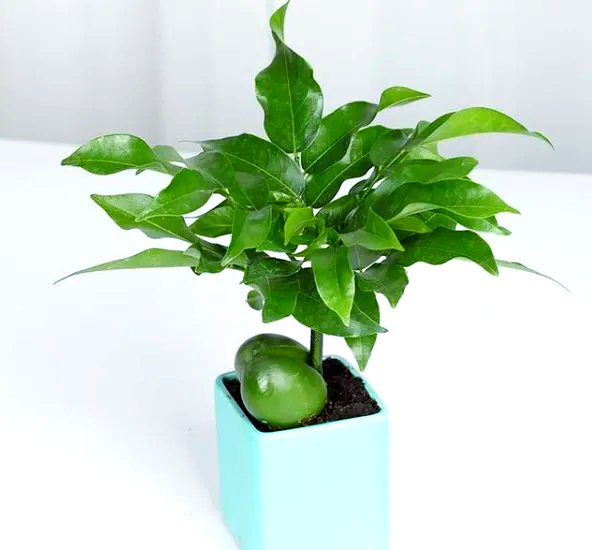 绿元宝——一种清新典雅的观叶植物,家中摆放增添雅趣与生机